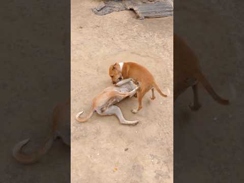 🐶#dog #animal lover niladri#funny #viral video#street dog #fighting #short feed #shorts
