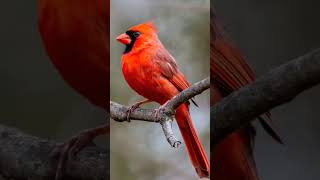 Download lagu # Best Birds of Russia mp3