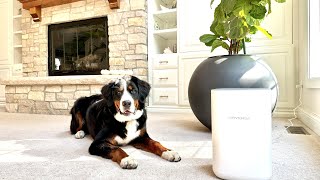 This Air Purifier Quietly Changed My Bedroom