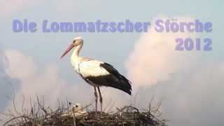 preview picture of video 'Die Lommatzscher Störche 2012 (1)'