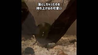 ※ゲンゴロウとメダカとエビを一緒に飼育してみた結果... #shorts