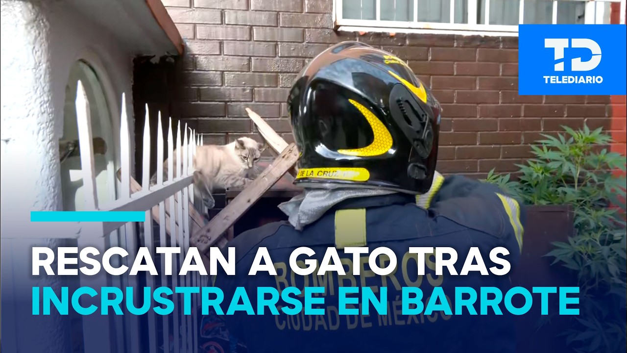 Gatito queda con una patita incrustada en un barrote; bomberos acuden a rescatarlo