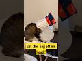 Wrap the bag around the cat’s head😂 #cat #pets #funny #animals #catlover