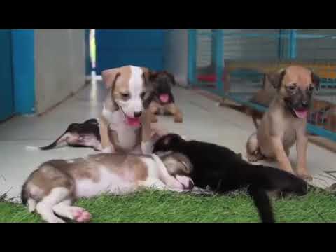 Help This 20 Year Old Girl Reach Her Goal Of Helping 100 Disabled Animals - Ketto Help This 20 Year Old Girl Reach Her Goal Of Helping 100 Disabled Animals - Ketto