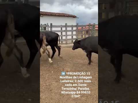15 Novilhas de Linhagem Leiteiras: 2.500 reais cada em Santa Terezinha/ Paraíba.ZAP 84 99810 2784*