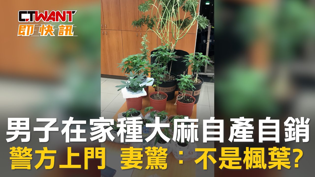 圖說-男子在家種大麻自產自銷　警方上門妻大驚：不是楓葉?