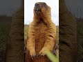 How accurate is Phil on Groundhog Day? See other furry forecasters.