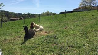 The Guys Having A Roll
