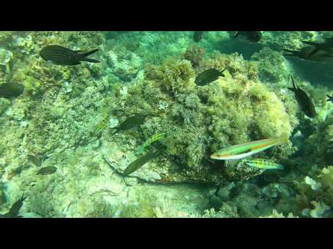 Chromis chromis