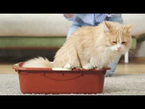 thumbnail video image 2 of Arena para gato Cat & clean Natural de 15kg, 2 of 5