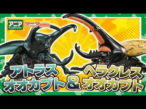【アニア研究所】#18「ヘラクレス＆アトラス！ALシリーズ昆虫新登場」【タカラトミー公式】