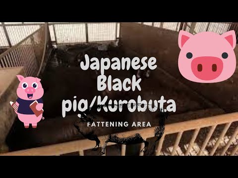 , title : '彩の国黒豚 /日本の黒豚　肉豚舎Japanese Berkshire Fattening Area tour.'
