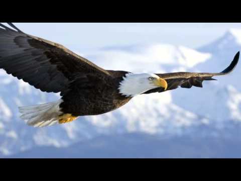 Sander van Doorn & Adrian Lux - Eagles (Album Version)