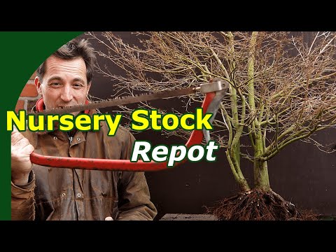 Japanese Maple Repot (Nursery to Bonsai Training)