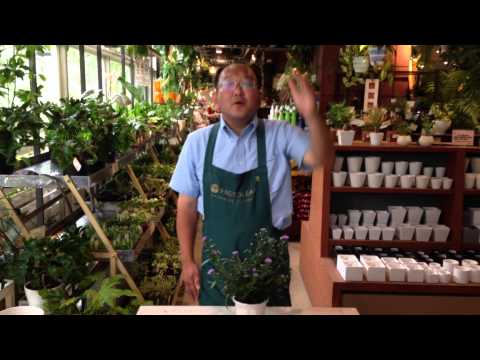 ゴールドヘアアスター 植物