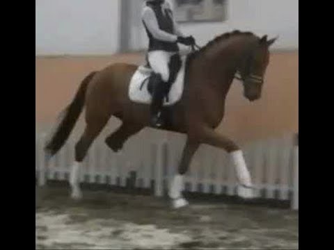 2012 Hannoveraner Wallach von /Hanoverian gelding by ZACK www.sporthorses-online.com