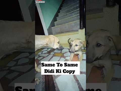 Same to Same Didi Ki Copy 😳 | #457
