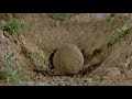 6 Microcosmos 1996 Claude Nuridsany Et Marie Pérennou