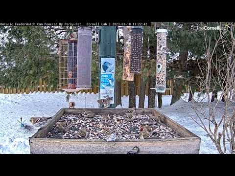 Common Redpolls Come And Go In A Frenzy In Ontario – Jan. 10, 2022