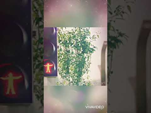 Олон удаа бишээ нэг л хайралсан хайрласан Олон хүний дундаас сонгож авсан сонголт❤