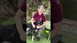 Video preview image #1 German Shepherd Dog Puppy For Sale in Pasadena, CA, USA