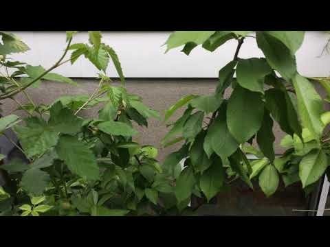 Cerisiers (prunus avium)