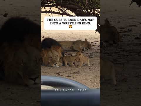 The Cubs Turned Dad's Nap Into a Wrestling Ring 🦁😂 #shorts
