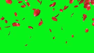Rose petals falling green screen effects animation