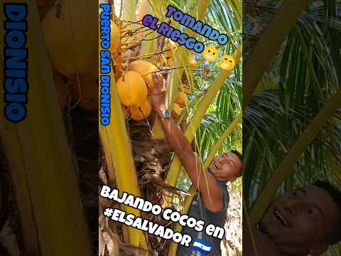 BAJANDO COCOS EN EL SALVADOR🇸🇻 #SANDIONISIO #USULUTAN