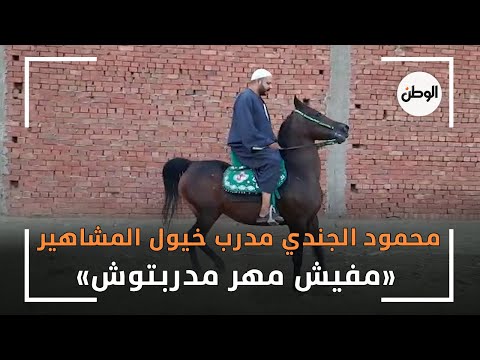 محمود الجندي مدرب خيول المشاهير «مفيش مهر مدربتوش»