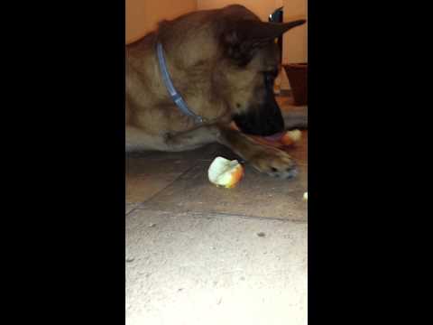 Hugo pies je polskie jabłka na złość Putinowi, szkło kontaktowe