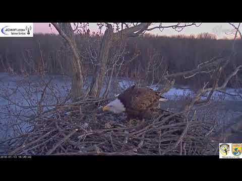 The Trio Eagles - Late visit by all three - 01-13-18