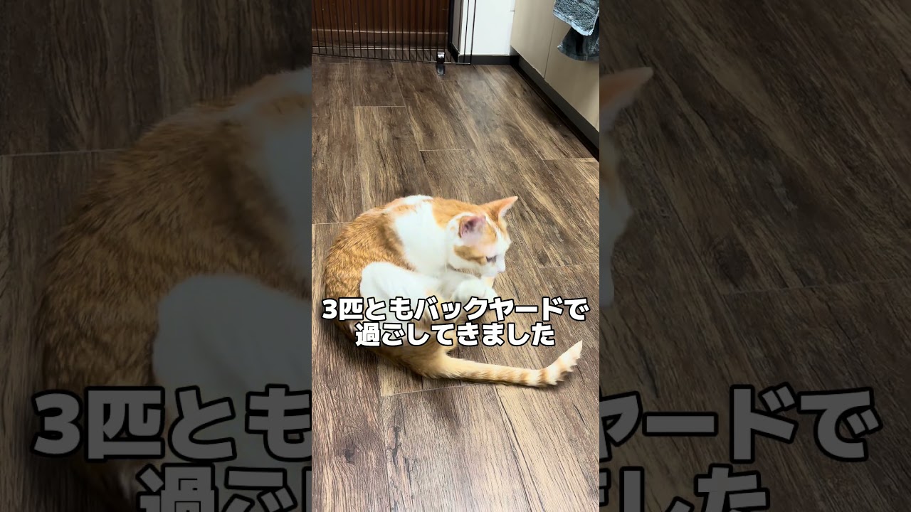 ㊗️ワンピース三兄弟トライアル決定‼️頑張ってね🥹❤️‍🔥#保護猫 #cat #猫のいる暮らし #ねこ