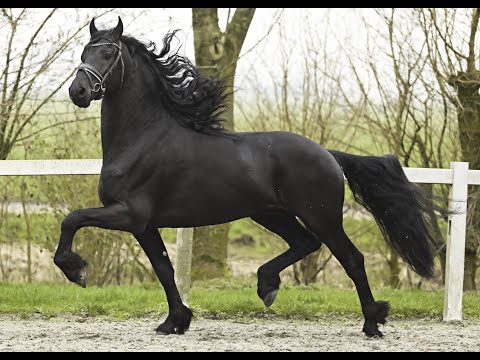 Stal Okkema's Nelson - Julius x Abe - Stallion - 2020 - 1.69m