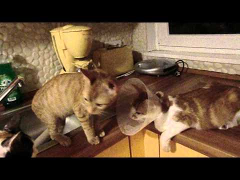 Alex, Ralph + Mariluz