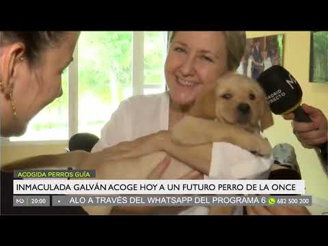 Madrid en tus Manos - Perros Guía ONCE (parte 2)