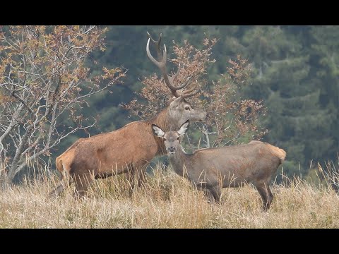 Cervi in bramito 2024 con accoppiamento e lotta