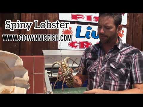download lagu mp3 mp4 Live Spiny Lobster For Sale, download lagu Live Spiny Lobster For Sale gratis, unduh video klip Live Spiny Lobster For Sale