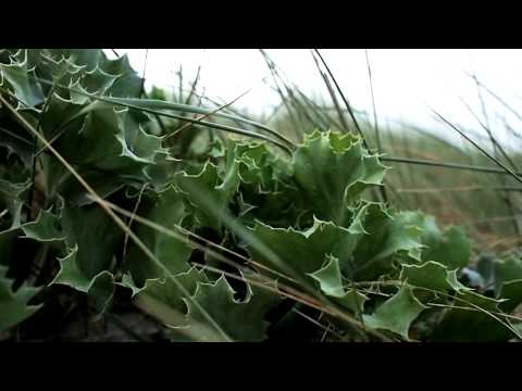 Murcia ... ON THE BEACH by Dario Viola