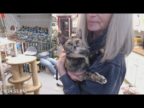 Stan's 20200426 New kitten Josette