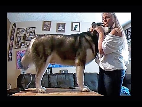 YouTube video about: How to get water out of dogs ear?