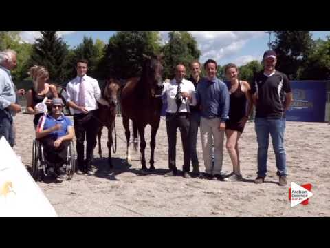 1st place N.50 CALIFORNIA DREAM - Festival FVG 2015 - Futurity Fillies and Colts (Class 11)