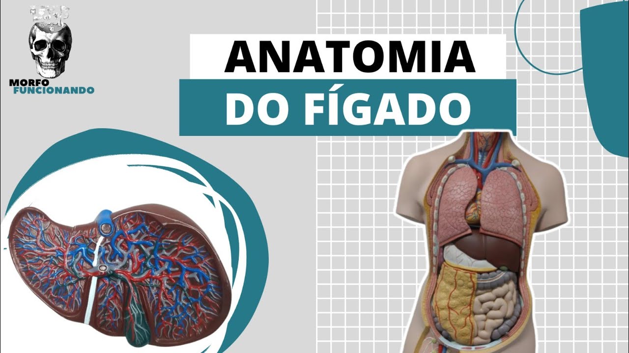 ANATOMIA DO FÍGADO (ÓRGÃOS ACESSÓRIOS OU ANEXOS AO TGI) #9