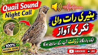 Download lagu Quail Sound for Night | Best Quail Call for Night | Batair ki awaz raat keliye 2026 mp3