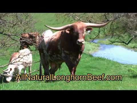 J-bar-H Texas Longhorn Cattle Beef Co - Killer the Bull