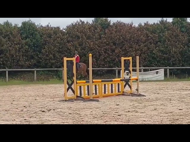 Hongre SF de 7 ans polyvalent