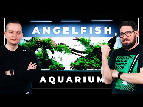 Transforming 650 Liters into an Angelfish Wonderland: The Nature Aquarium Way