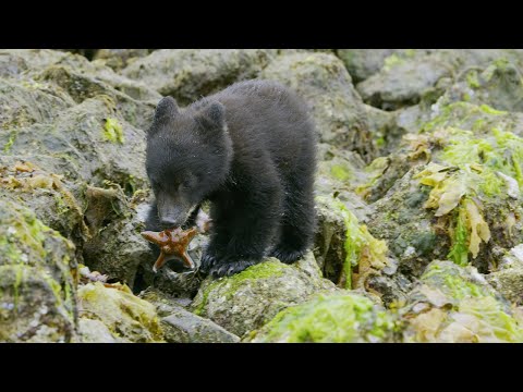 Bear Cubs' First Trip to the Seaside | 4K UHD | Seven Worlds One Planet | BBC Earth