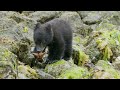 Bear Cubs First Trip To The Seaside 4K UHD Seven Worlds One Planet BBC Earth