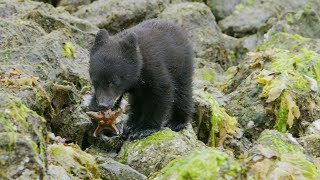 Bear Cubs' First Trip to the Seaside | 4K UHD | Seven Worlds One Planet | BBC Earth